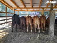 Kuh, Simmental cattle — Foto 2