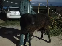 Ovan, Karakul sheep — fotografija 3