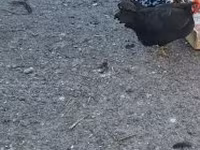 Dänische Henne — Foto 5