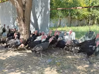 Turkeys — fotografija 3