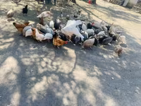 Guinea fowl — foto 5