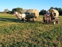 Kobyła, Friesian — zdjęcie 4