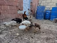 Chickens — fotografija 7