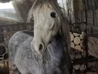 Koń, Konie — zdjęcie 1