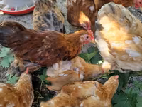 Pekinška bantam — fotografija 6