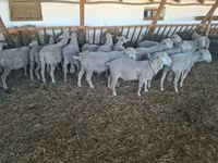 Bélier, Merino sheep — photo 2