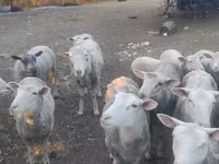 Baran, Merino sheep — zdjęcie 1