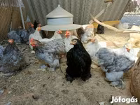 بيكين بانتام — الصورة 3
