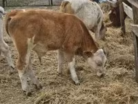 公牛, Simmental cattle — 照片 7