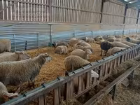 نعجة, Rouge de l’Ouest sheep — الصورة 3