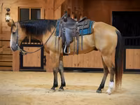 Pastuv, Quarter Horse — fotografija 2