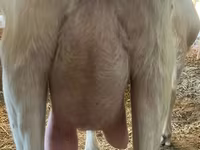 Коза, Saanen goat — фото 4