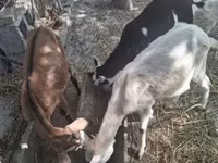 公山羊, Goats — 照片 1