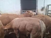 Bik, Blonde d’Aquitane cattle — fotografija 6