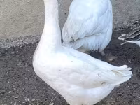 Geese — फ़ोटो 1