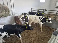 ثور, Russian Black pied cattle — الصورة 7