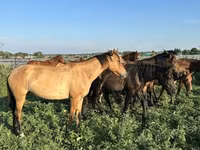 Pastuv, Bashkir horse — fotografija 2