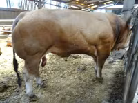 Bik, Partenaise cattle — fotografija 3