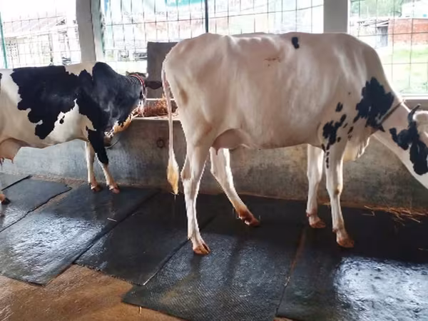 Krava, Russian Black pied cattle