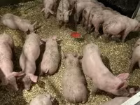 猪（批次，未指定性别）, Гипор — 照片 6
