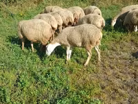 Schaf, Karabakh sheep — Foto 2