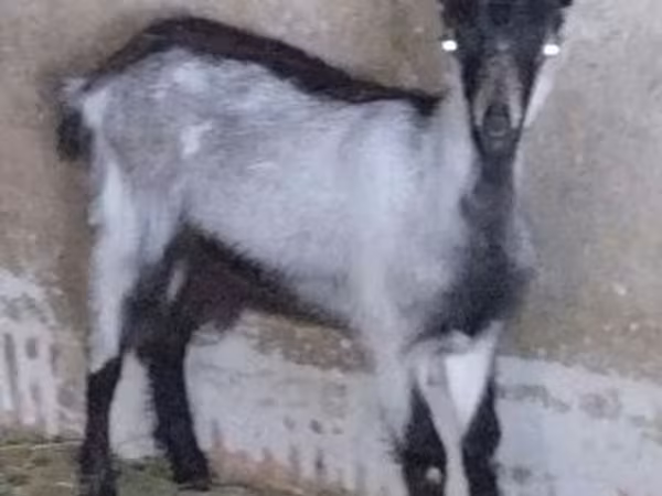 母山羊, Goats