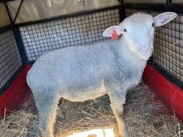 Qoç, Ile-de-France sheep