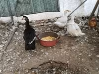 Ducks — الصورة 2