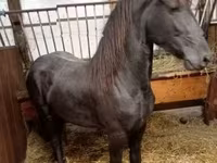 母马, Horses — 照片 3