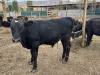 Bull, Swiss cattle — photo 3