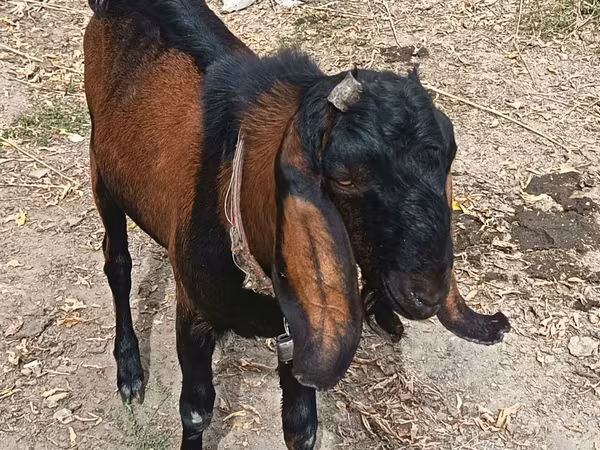 Kozioł, Kozy