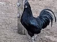 Ayam Cemani — Foto 6