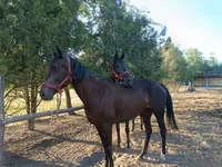 Égua, Akhal-Teke — foto 3