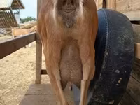 Cabra, Alpine goat — foto 4