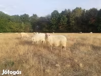 نعجة, الأغنام — الصورة 2