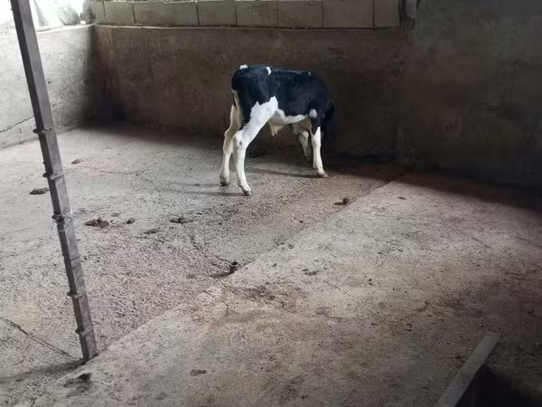 Bik, Russian Black pied cattle