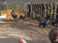 Chickens — 写真 2