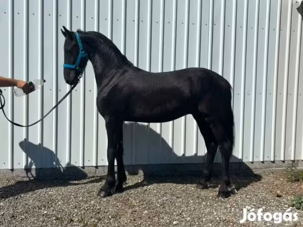 Pastuv, Dutch warmblood horse