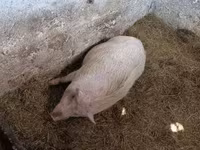 Verro, Вьетнамская вислобрюхая — foto 6