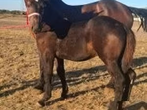 Caballo, Percheron