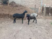 نعجة, الأغنام — الصورة 1