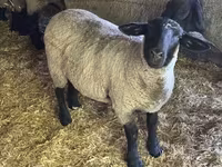 मेढ़ा, White Suffolk sheep — फ़ोटो 1