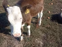 Bull, Brown Latvian — photo 1