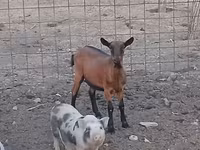 Chèvre, Alpine goat — photo 2