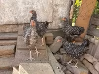 Chickens — photo 2