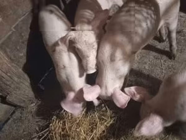 Locha, Świnie — Węgry