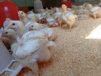 Chickens — zdjęcie 1
