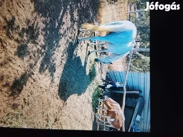 Cabra, Nubian Goat