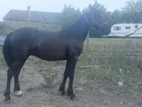 雄馬, Friesian — 写真 2