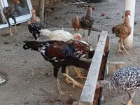 Chickens — fotografija 5